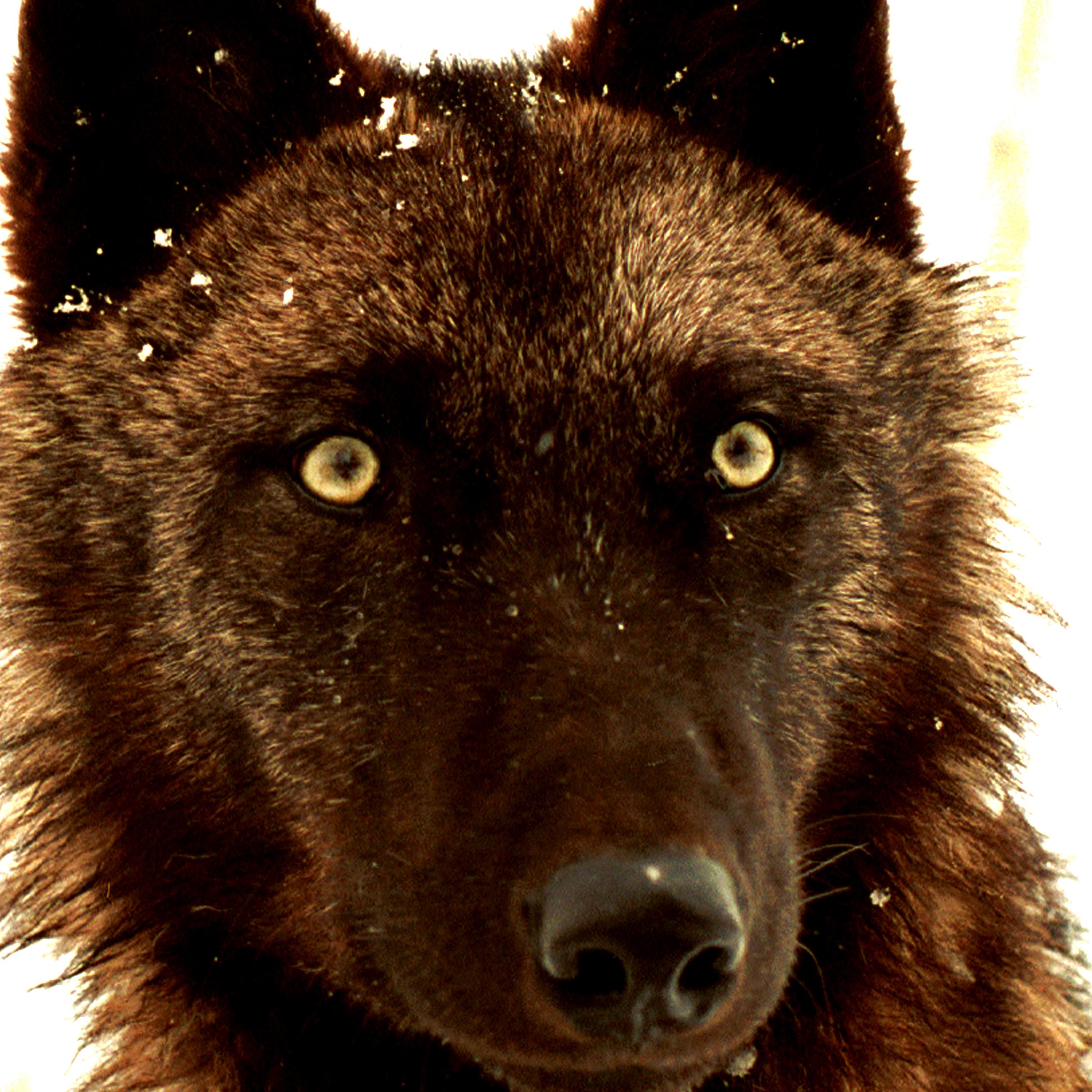 Past Resident Wolves — Mission:Wolf